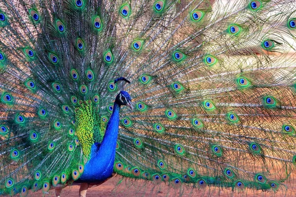 Vista Perto Pavão Africano Pássaro Grande Brilhantemente Colorido Retrato Belo — Fotografia de Stock