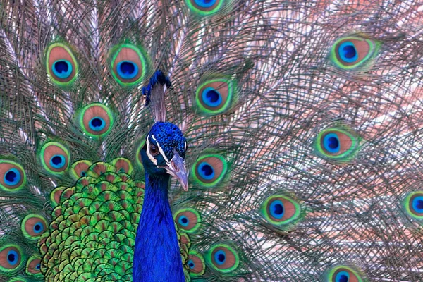 Vista Perto Pavão Africano Pássaro Grande Brilhantemente Colorido Retrato Belo — Fotografia de Stock