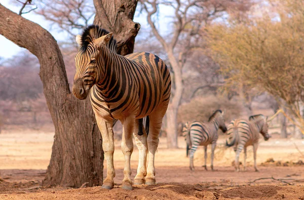 Dzikie Afrykańskie Zwierzęta Portret Zebry Afrykańskie Równiny Zebra Suchych Żółtych — Zdjęcie stockowe