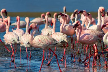Vahşi Afrika kuşları. Güneşli bir günde mavi gölde pembe flamingo kuşlarından oluşan bir grup. Walvis Körfezi, Namibya 