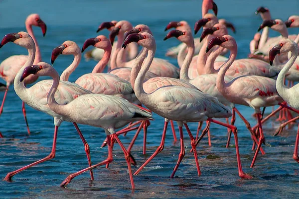 Wild african birds. Groupe of pink flamingo birds on the blue lagoone on a sunny day. Walvis bay, Namibia