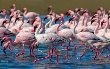 Vahşi Afrika kuşları. Mavi göldeki kırmızı flamingo kuşları grubu. Walvis Körfezi, Namibya 