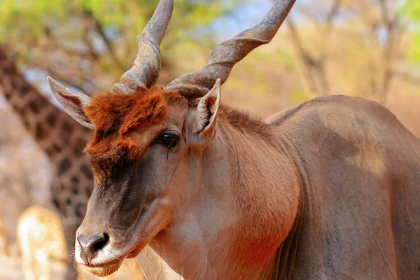 Vackra Bilder Afrikas Största Antelope Vilda Afrikanska Eland Antilop Närbild — Stockfoto