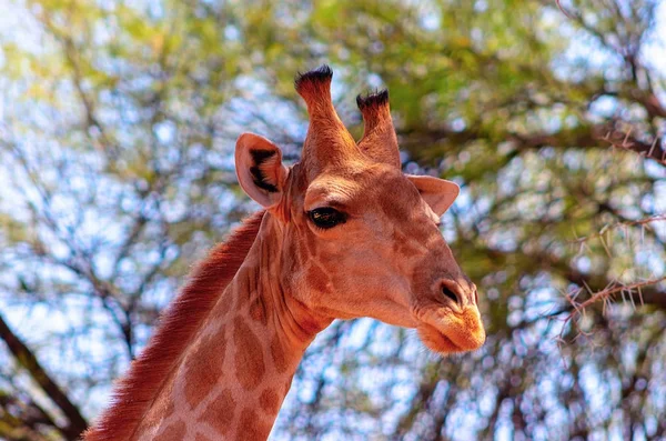 Wild african animals. Closeup namibian giraffe. The tallest living terrestrial animal and the largest ruminant.