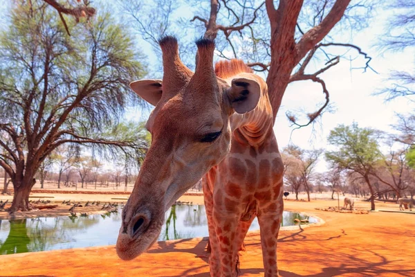 Wild african animals. Closeup namibian giraffe. The tallest living terrestrial animal and the largest ruminant.