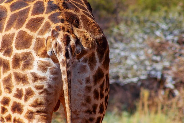 Dzikie Afrykańskie Zwierzęta Zbliżenie Afrykańskiego Krzewu Tył Żyrafy Częścią Ogona — Zdjęcie stockowe
