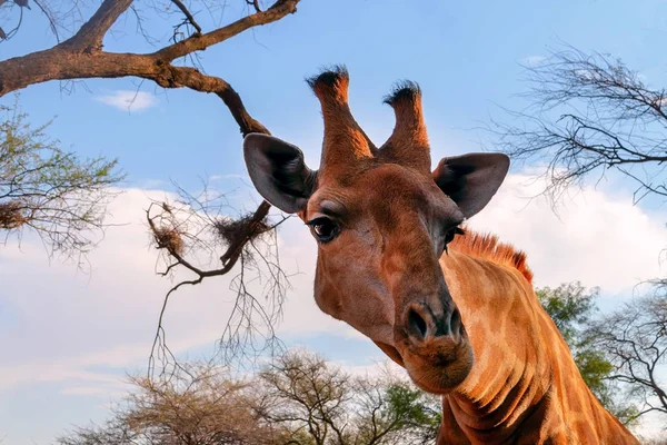 Dzikie Afrykańskie Zwierzęta Zbliż Namibijską Żyrafę Najwyższe Żyjące Zwierzę Lądowe — Zdjęcie stockowe