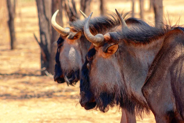 Αφρικανικά Άγρια Ζώα Δύο Μεγάλα Αντιλόπες Του Blue Wildebeests Περπατούν — Φωτογραφία Αρχείου