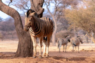 Vahşi Afrika hayvanları. Zebra portreyi kapat. Afrika ovaları zebra kuru sarı savana otlaklarında. 