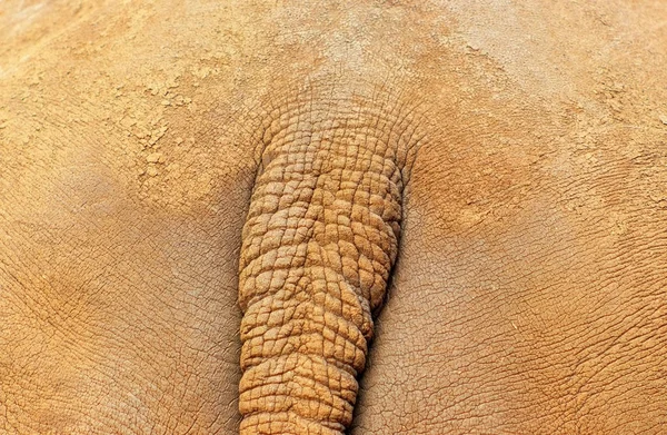 野生非洲动物 非洲灌丛犀牛后背与部分尾巴的遮挡 — 图库照片