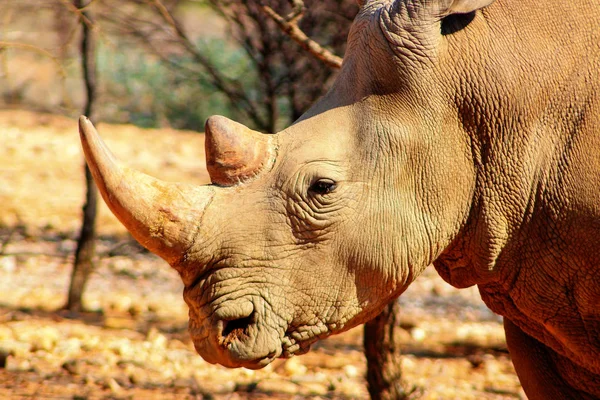 Portrait of a male bull white Rhino grazing in Etosha National park, Namibia.  Wild african animals. Close up of a rhino