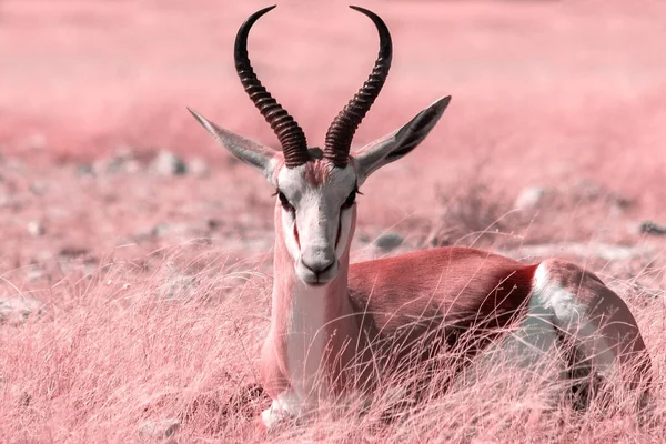 Animais Africanos Selvagens Springbok Antílope Tamanho Médio Grama Rosa Alta — Fotografia de Stock