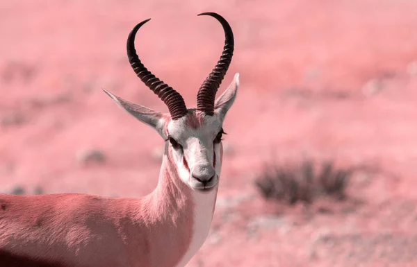 野生非洲动物 黄草中的小羚羊 中等大小的羚羊 埃托沙国家公园纳米比亚 — 图库照片