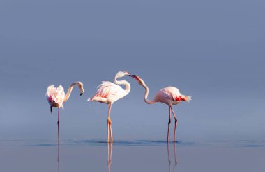 Vahşi Afrika kuşları. Pembe afrikalı flamingo kuşları güneşli bir günde mavi gölde dolaşıyorlar.