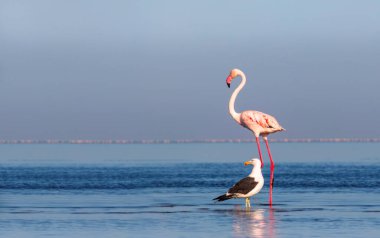 Wild african birds. One large flamingo and one seagull walk on a blue lagoon on a sunny morning clipart