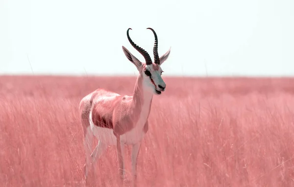 Wild African Animals Springbok Medium Sized Antelope Tall Pink Grass — Stock Photo, Image
