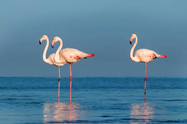 Wilde Afrikanische Vögel Eine Gruppe Rosafarbener Flamingos Spaziert Einem Sonnigen — Stockfoto