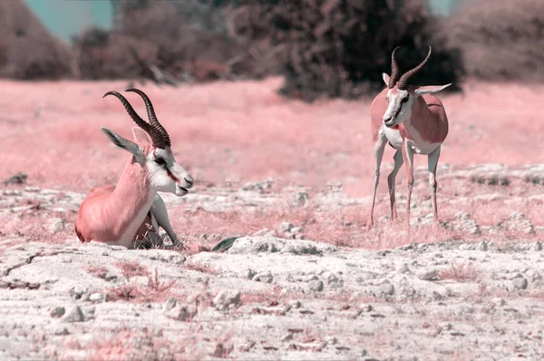 Divoká Africká Zvířata Springbok Středně Velká Antilopa Vysoké Růžové Trávě — Stock fotografie