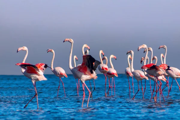 Divocí Afričtí Ptáci Skupinoví Ptáci Růžových Afrických Plameňáků Procházejí Modré — Stock fotografie
