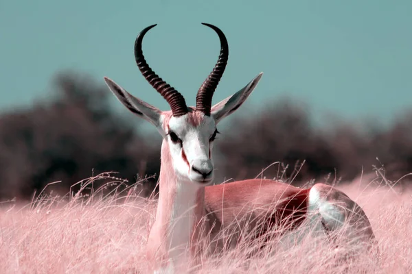 Afrikanische Wildtiere Der Springbock Mittelgroße Antilope Hohen Rosa Gras Etosha — Stockfoto