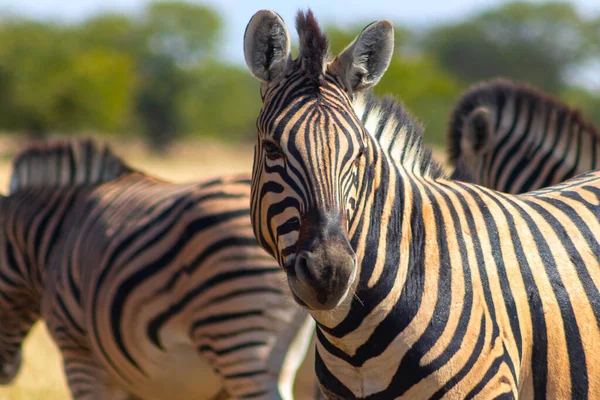 Vahşi Afrika Hayvanları Afrika Dağ Zebra Otlakta Duruyor Etosha Ulusal — Stok fotoğraf