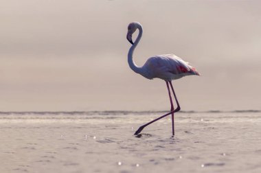Vahşi Afrika kuşları. Pembe bir Afro flamingo kuşu gölde dolaşıp yiyecek arıyor. Namibya
