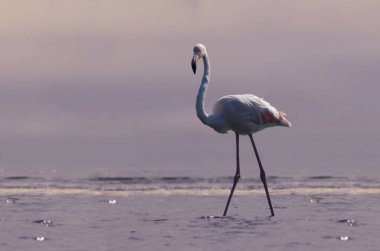 Vahşi Afrika kuşları. Pembe bir Afro flamingo kuşu gölde dolaşıp yiyecek arıyor. Namibya