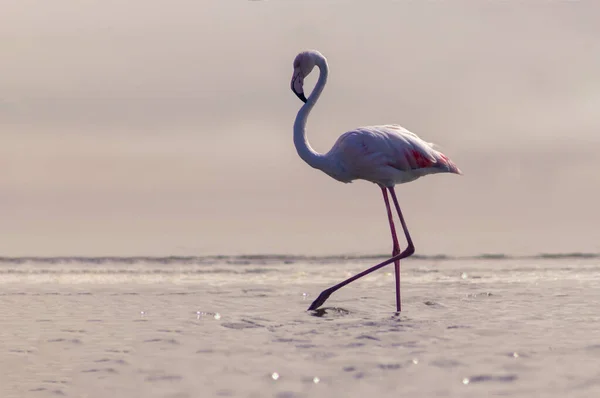 Vilda Afrikanska Fåglar Fågel Rosa Afrikansk Flamingo Går Runt Lagunen — Stockfoto