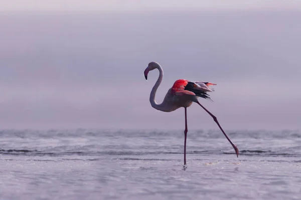 Vilda Afrikanska Fåglar Fågel Rosa Afrikansk Flamingo Går Runt Lagunen — Stockfoto