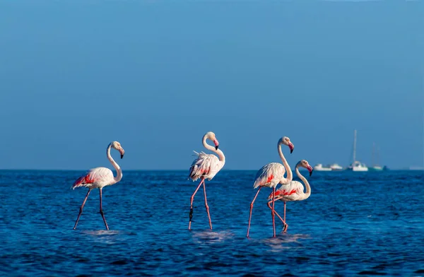 Wild african birds. Group birds of pink african flamingos  walking around the blue lagoon on a sunny day. Namibia