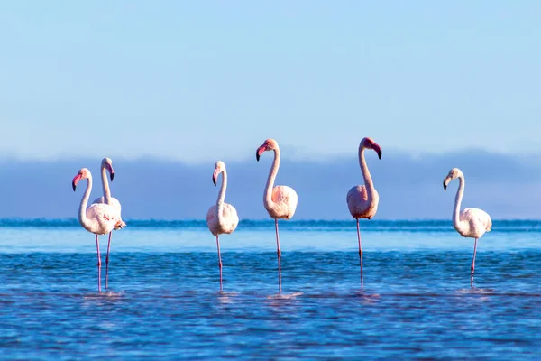 Wild african birds. Group birds of pink african flamingos  walking around the blue lagoon on a sunny day. Namibia
