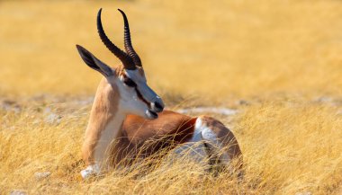 Vahşi Afrika hayvanları. Orta büyüklükteki antilop (springbok) uzun sarı çimlerde bulunur. Etosha Ulusal Parkı. Namibya 