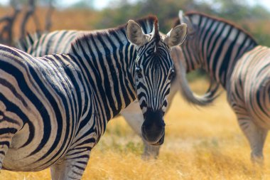 Vahşi Afrika hayvanları. Afrika Dağ Zebra 'sı otlakta duruyor. Etosha Ulusal Parkı. Namibya