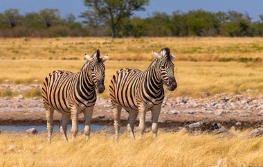 Vahşi Afrika hayvanları. Afrika Dağ Zebraları çayırlarda duruyor. Etosha Ulusal Parkı. Namibya
