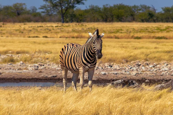 Vahşi Afrika hayvanları. Afrika Dağ Zebra 'sı otlakta duruyor. Etosha Ulusal Parkı. Namibya