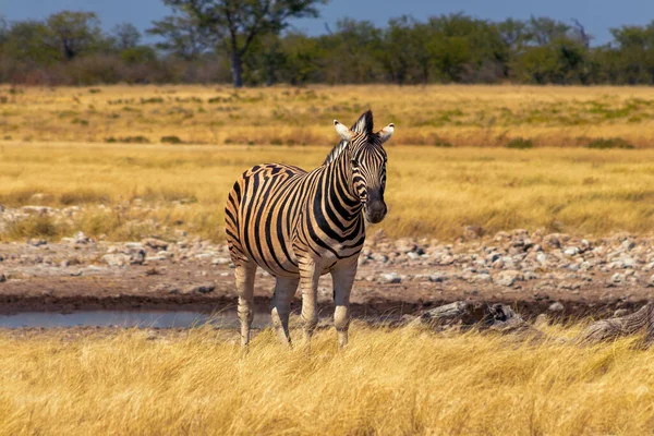 Animales Salvajes Africanos Cebra Africana Montaña Pie Pastizales Parque Nacional —  Fotos de Stock