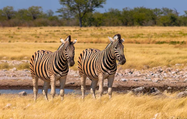 Wild african animals.  African Mountain Zebras standing  in grassland. Etosha National Park. Namibia