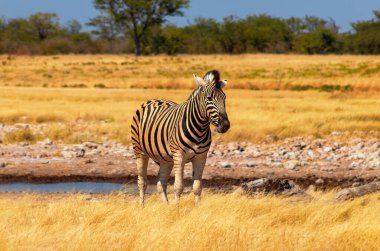 Vahşi Afrika hayvanları. Afrika Dağ Zebra 'sı otlakta duruyor. Etosha Ulusal Parkı. Namibya