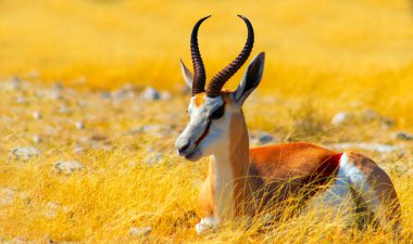 Vahşi Afrika hayvanları. Orta büyüklükteki antilop (springbok) uzun sarı çimlerde bulunur. Etosha Ulusal Parkı. Namibya 