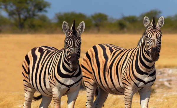 Dzikie Afrykańskie Zwierzęta Afrykańskie Zebry Górskie Stojące Łąkach Park Narodowy — Zdjęcie stockowe