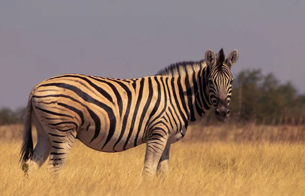 野生のアフリカ動物 アフリカ山ゼブラ草原に立っている 江東社国立公園 ナミビア — ストック写真