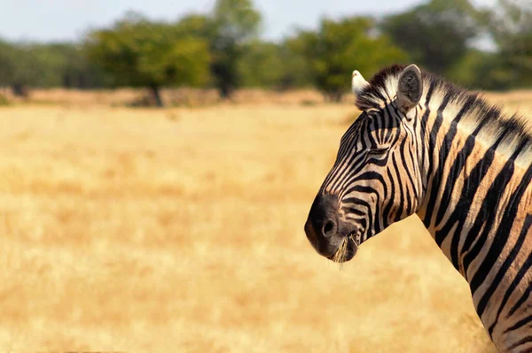 Wilde Afrikaanse Dieren Afrikaanse Berg Zebra Staat Grasland Nationaal Park — Stockfoto