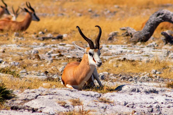 아프리카의 동물들 잔디에 스프링복 크기의 — 스톡 사진