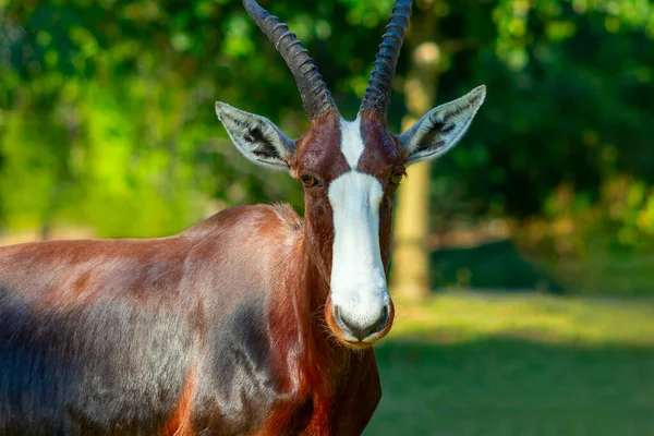 Dzikie Afrykańskie Zwierzęta Bontebok Jest Jedną Najrzadszych Antylop Świecie Pięknych — Zdjęcie stockowe