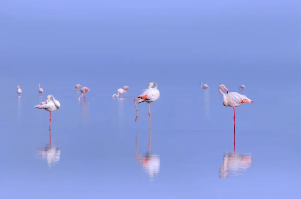 Wild african birds. Group birds of pink african flamingos  walking around the blue lagoon on a sunny day