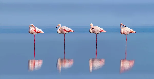 Wild african birds. Group birds of pink african flamingos  walking around the blue lagoon on a sunny day