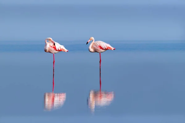 Wilde Afrikanische Vögel Zwei Große Flamingos Spazieren Einem Sonnigen Morgen — Stockfoto