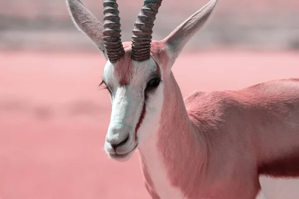 Afrikanische Wildtiere Der Springbock Mittelgroße Antilope Hohen Gelben Gras Vor — Stockfoto