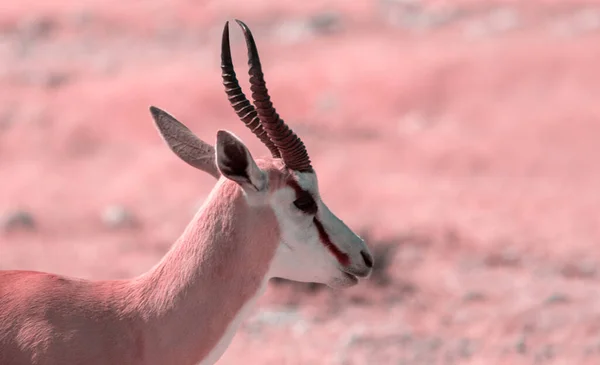 Afrikanische Wildtiere Der Springbock Mittelgroße Antilope Hohen Rosa Gras Etosha — Stockfoto