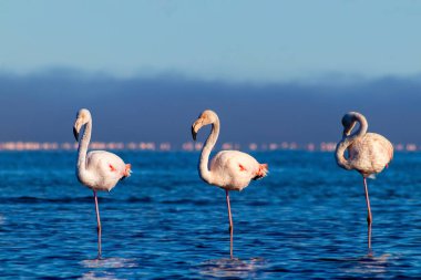 Vahşi Afrika kuşları. Pembe afrikalı flamingo kuşları güneşli bir günde mavi gölde dolaşıyorlar.